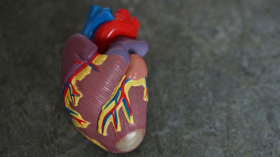 A plastic model of a human heart on a grey background.