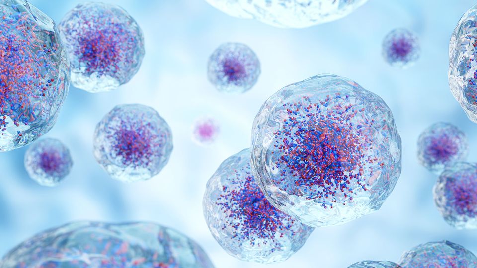 Image of microscopic cells