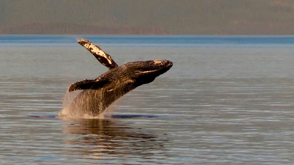 A humpback whale breaching the calm waters of the ocean with its flipper raised gracefully.