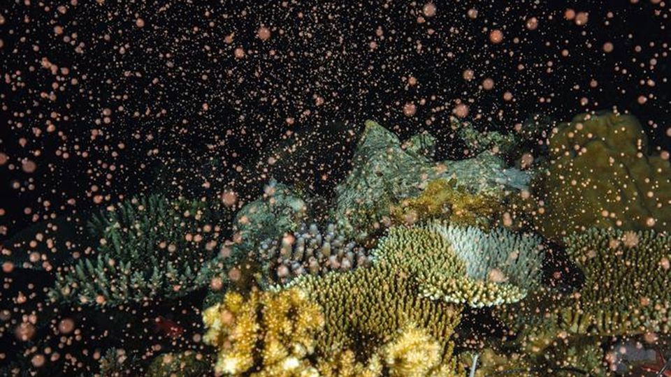 Coral release spores into the water to reproduce.