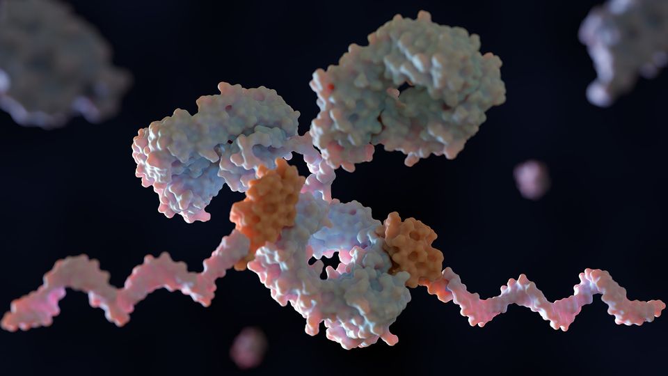 Conjugal of DNA to primary antibodies with protein G and linker for multiplexed cellular targeting: 3D rendering