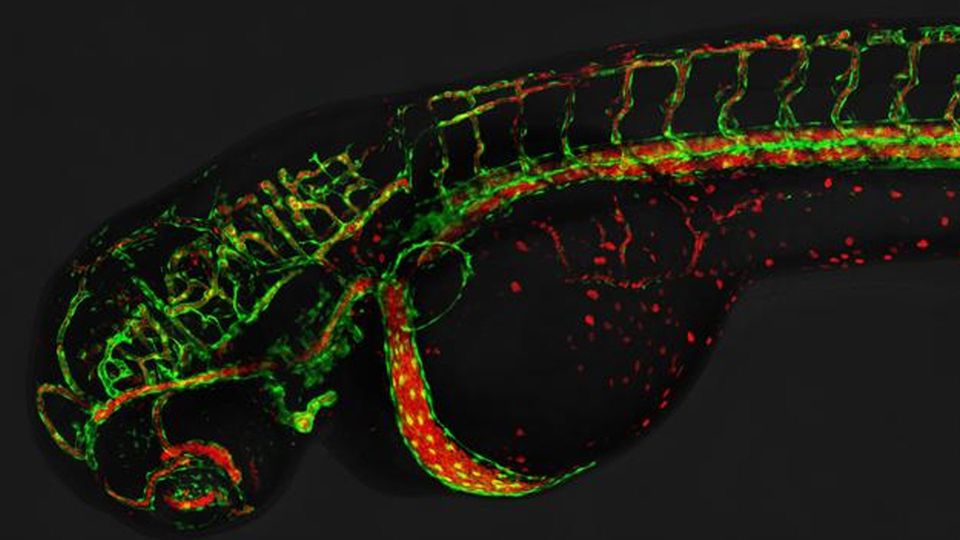 The vasculature system of a zebrafish embryo shown with red and green fluorescence.
