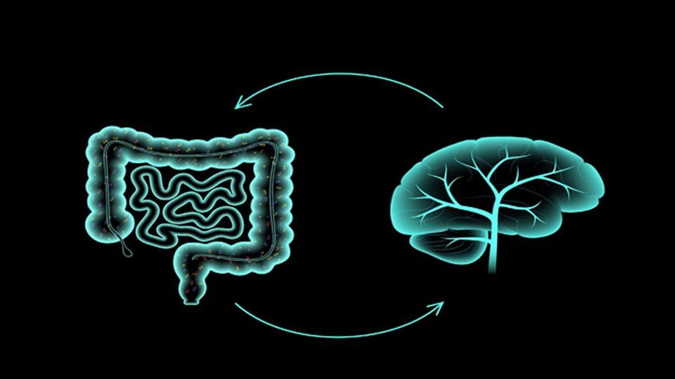 Florescent image of gut and brain with arrows linking the two together