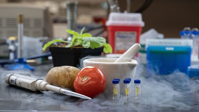 Potato and tomato in an experimental environment.