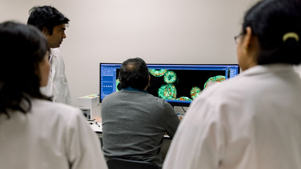 Researchers in the Lele Lab analyzing cell imaging data.