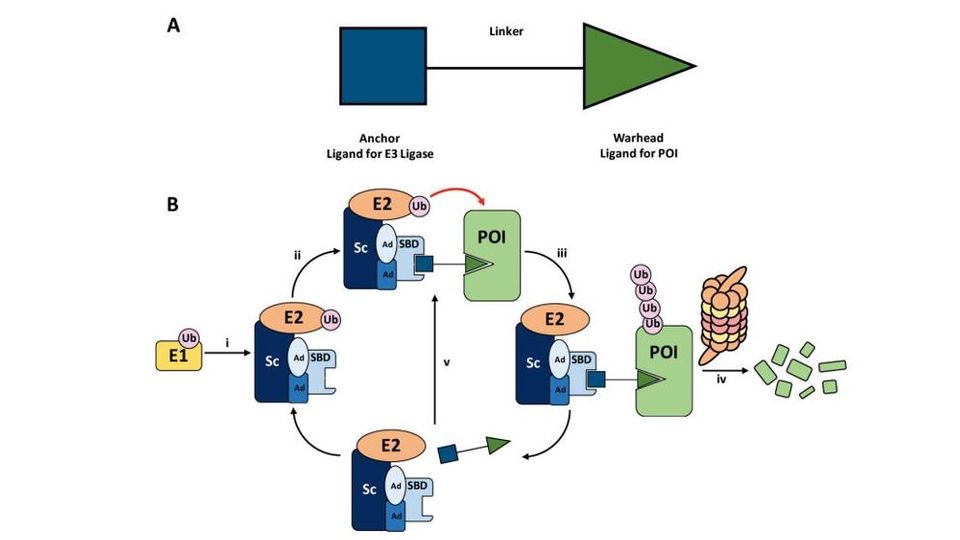 (A) General structure of a PROTAC and (B) mechanism of PROTAC-mediated target degradation.