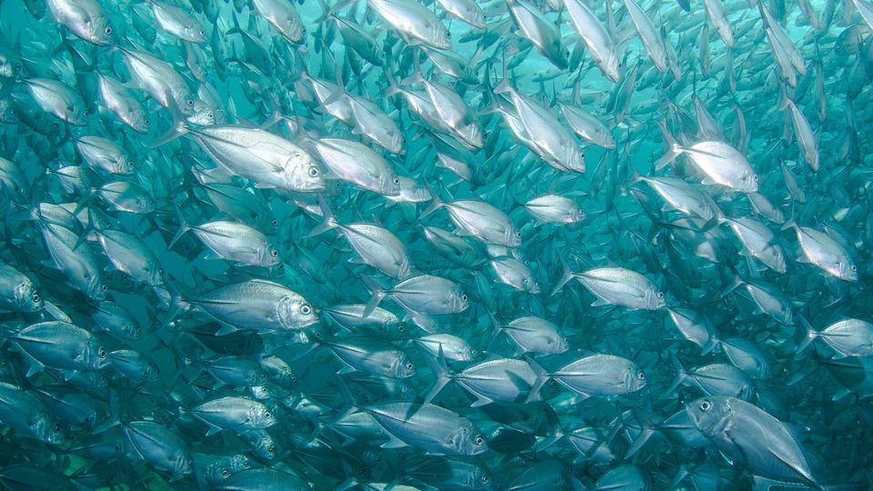 A school of fish.