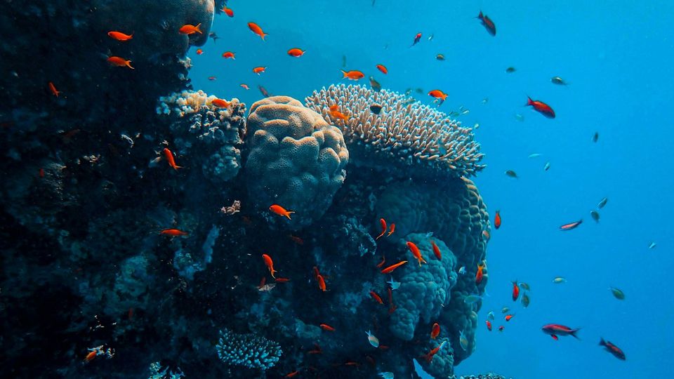 An outcrop of white coral, surrounded by orange fish against the blue sea.