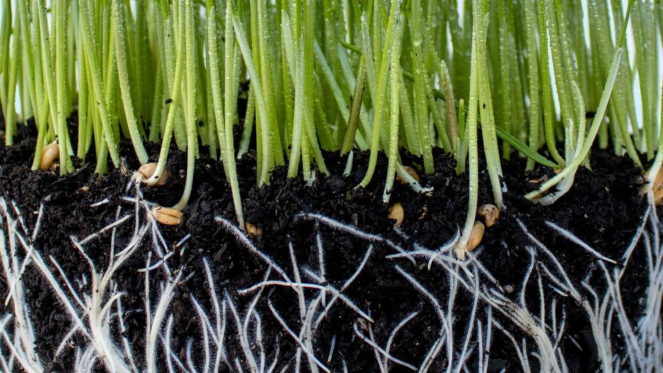 The roots of a grass-like plant, visible in the soil.