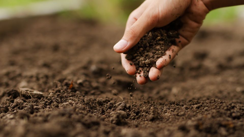 Hand and soil.