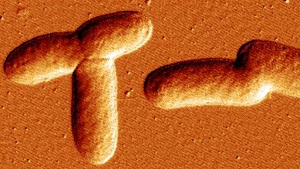 Microscopy images of bacteria strains.