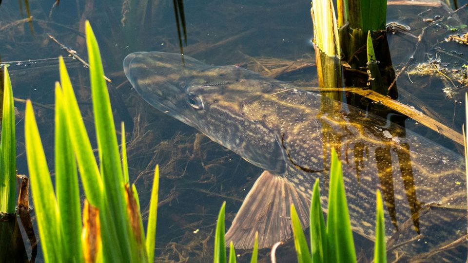 A pike swims through reeds.
