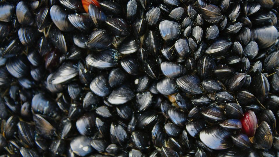 A collection of mussels.