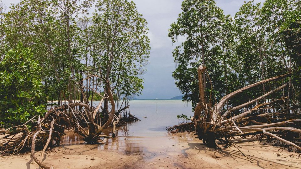 A cluster of mangrove trees on the coast.
