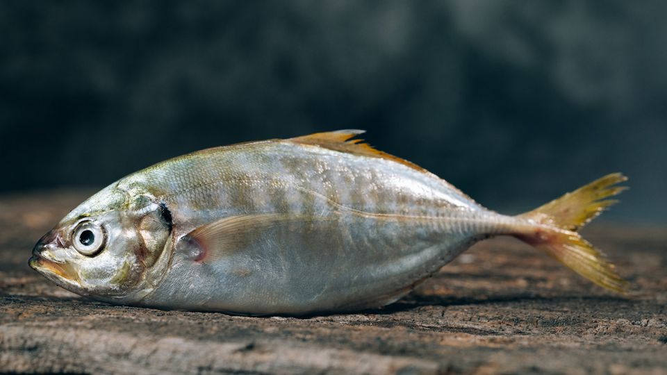A fish.