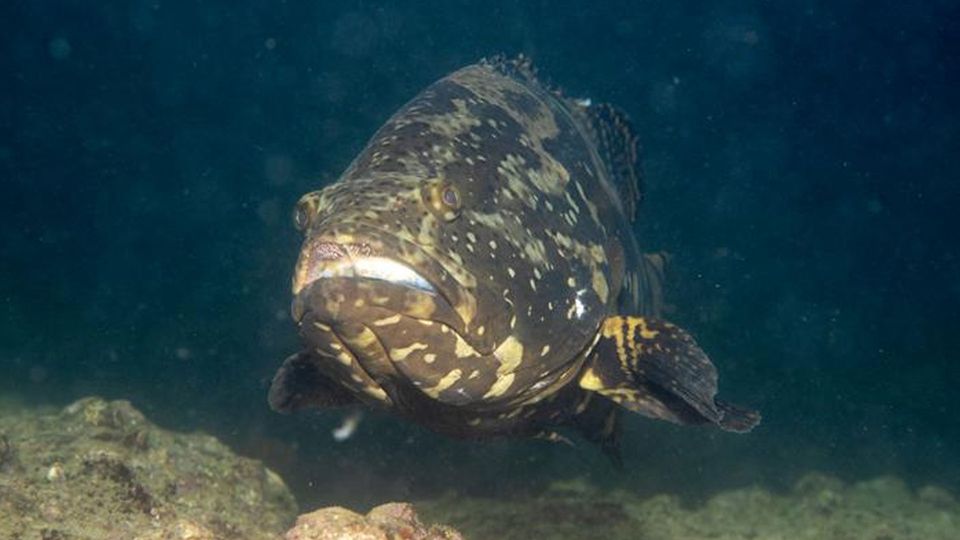 A grouper fish.