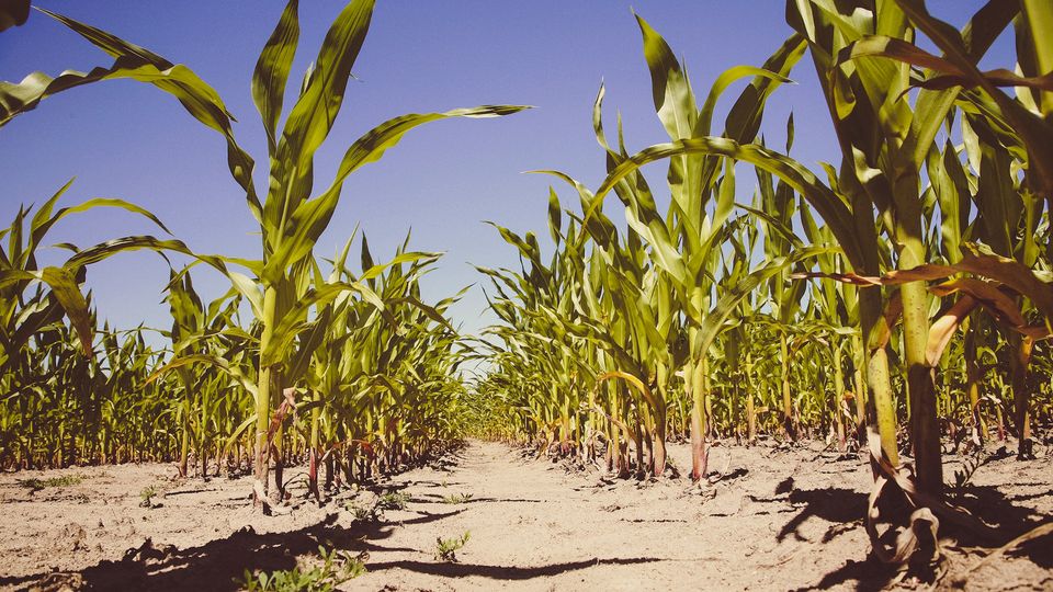 A maize crop field.