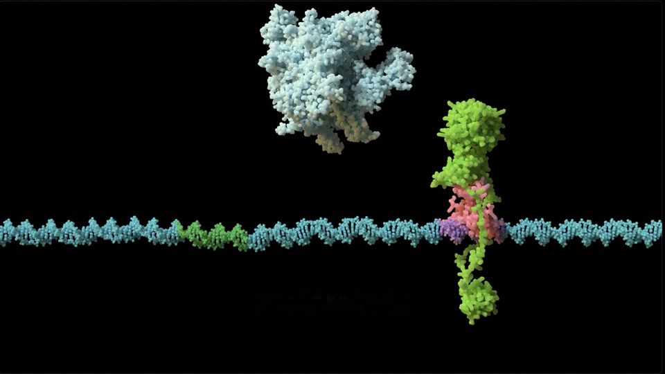 A visual depiction of the KorB-KorA mechanism. The KorB protein (green) is trapped by its partner protein KorA (pink) on plasmid DNA (cyan). This prevents RNA polymerase (grey) from binding DNA and ultimately results in gene repression.