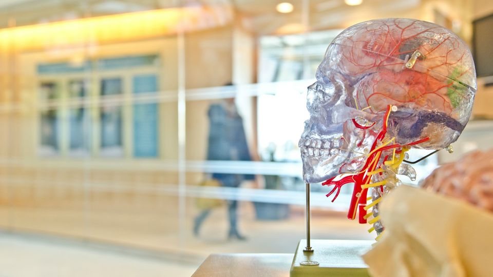 A photograph of an anatomical model showing the brain stem and blood vessels within a see-through plastic skull. 