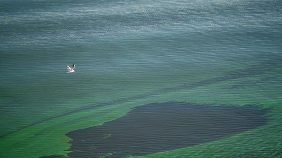 Algal blooms in the sea.