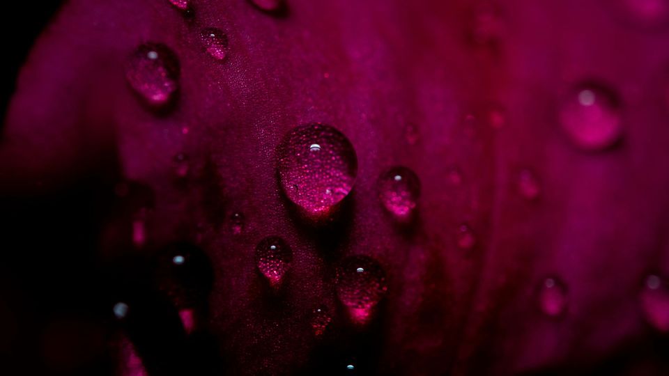 Water beads on a pink surface.