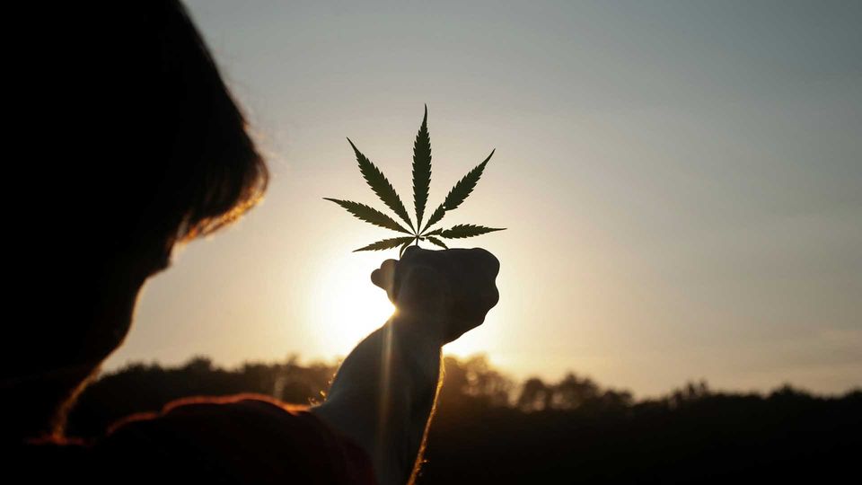 Someone holding a cannabis leaf to the sun.
