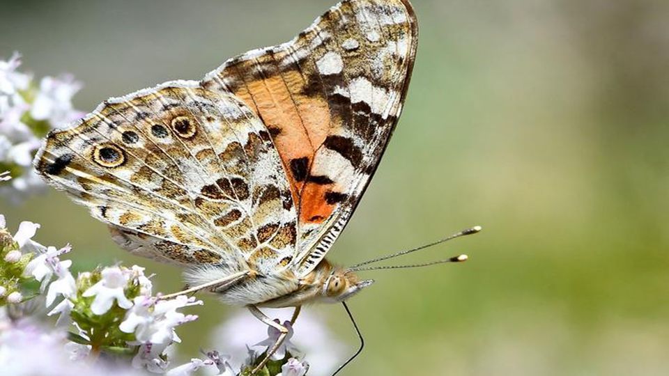 Painted Lady Butterfly Migration Driven By Environment Technology Painted Lady Butterflies Migration Is Driven By Environment Not Genetics 395783 960x540