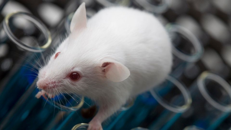 A lab mouse.