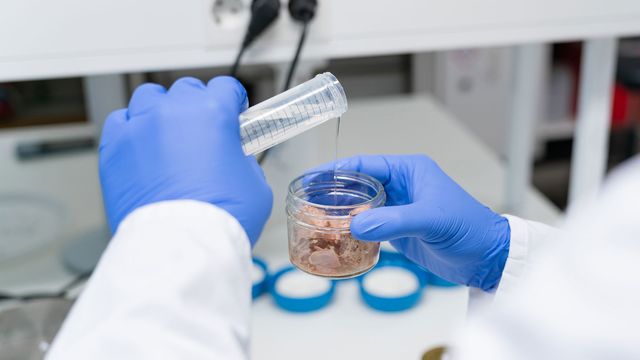 A researcher pouring the liquid amino acid cysteine into a jar of canned tuna.
