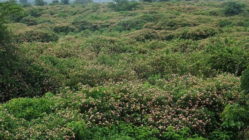 The shrub Lantana camra spreads across a large swathe of land.