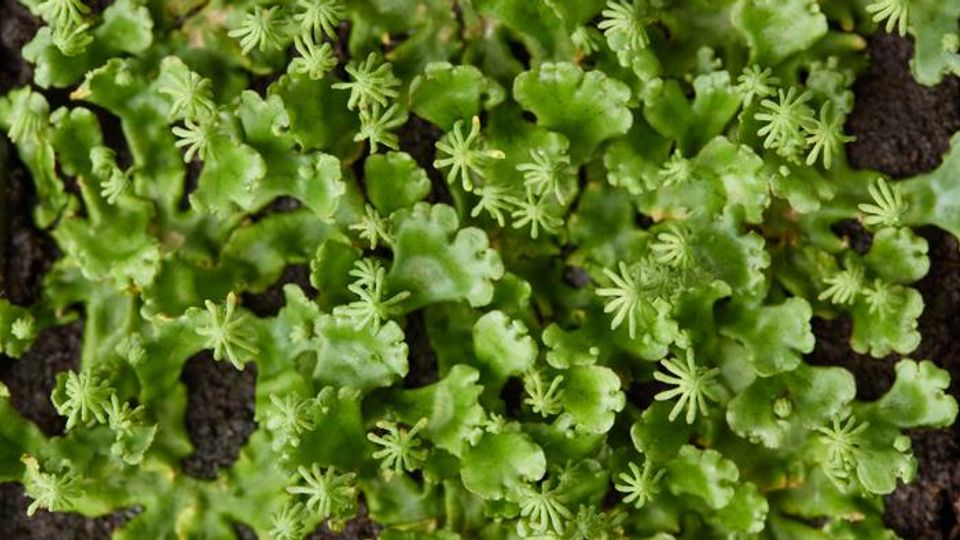 Th plant Marchantia polymorpha, which is a powerful model for genetic studies.