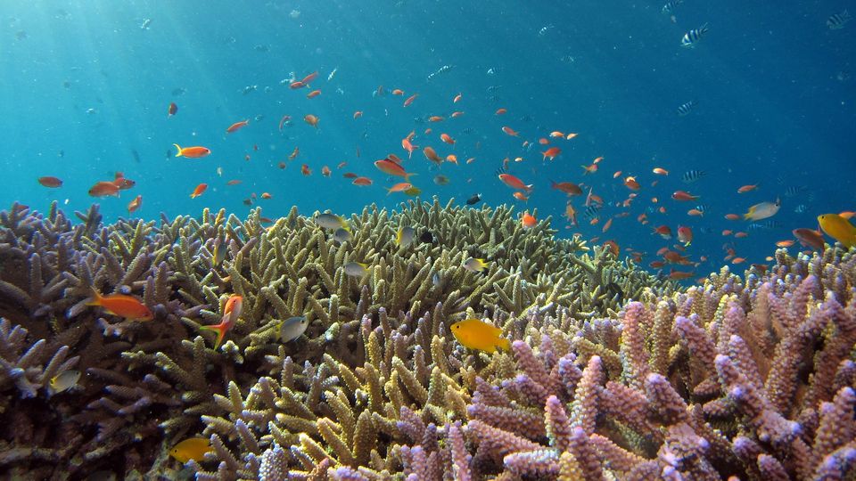 A school of brightly colored fish above a coral reef.