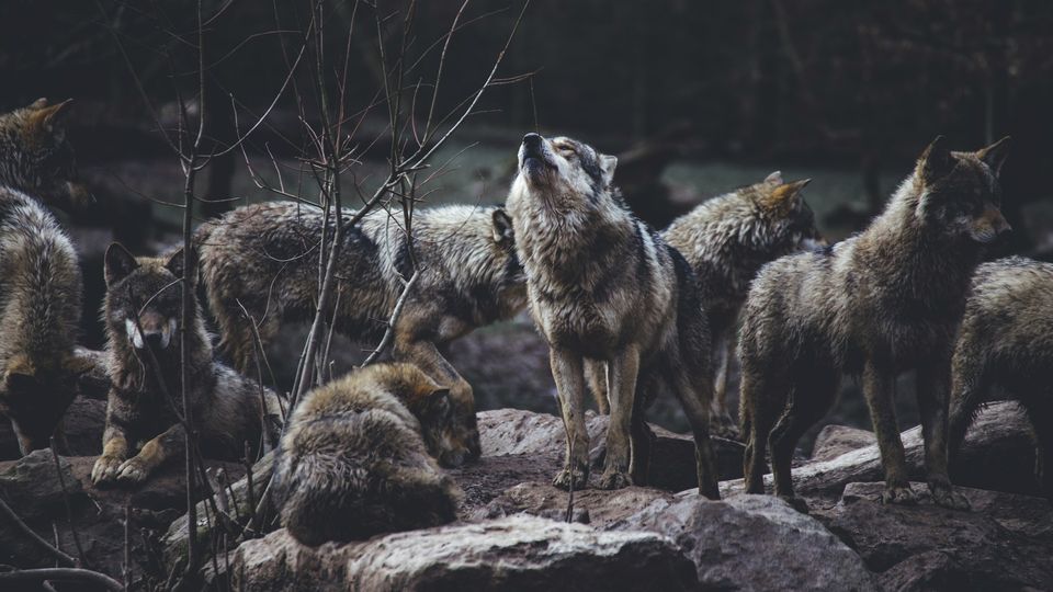 A pack of wolves.