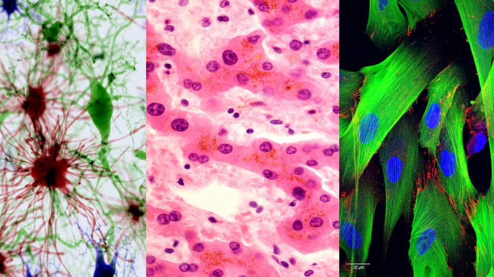 Representative images (left to right) of Neuronal Cells, Hepatocytes, and Cardiomyocytes.