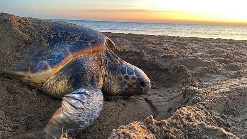 A sea turtle in the sand.