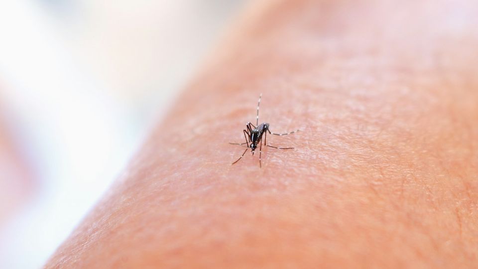 A close up of a mosquito on a person's arm.