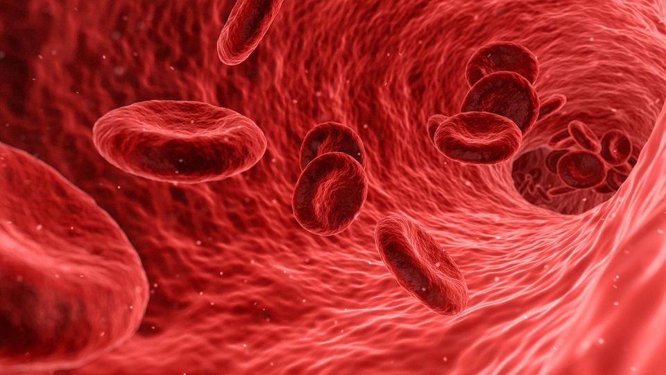 3D rendered image of red blood cells flowing through a blood vessel