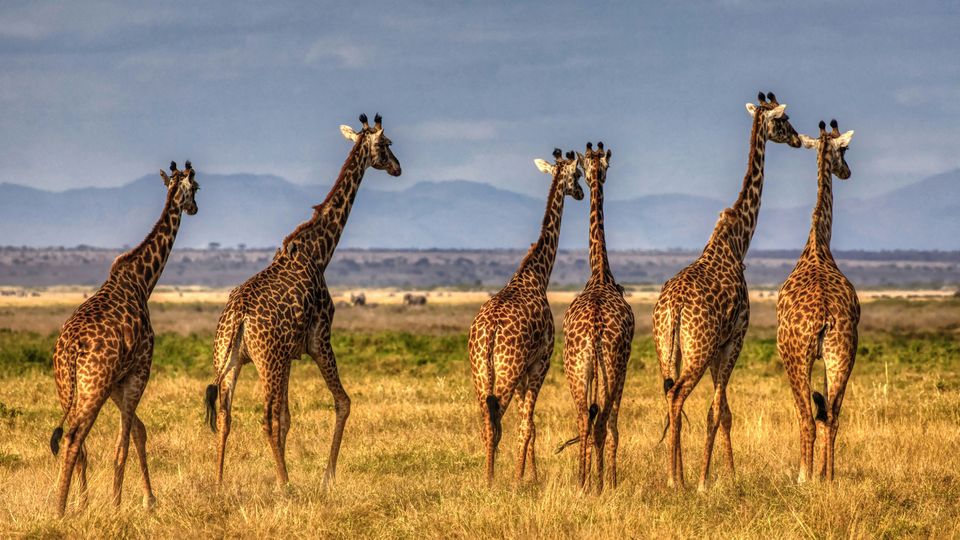 Giraffes walking in a savannah.
