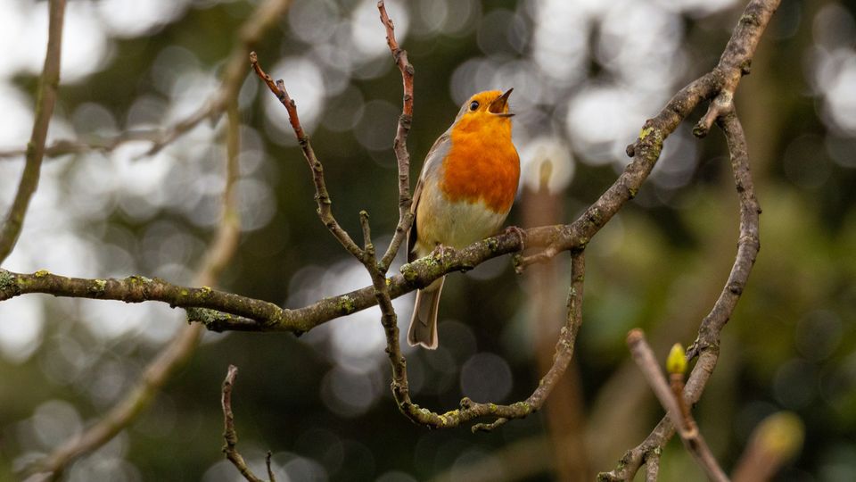 A robin singing.