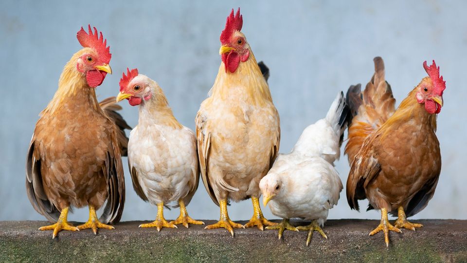 Chickens on a ledge.