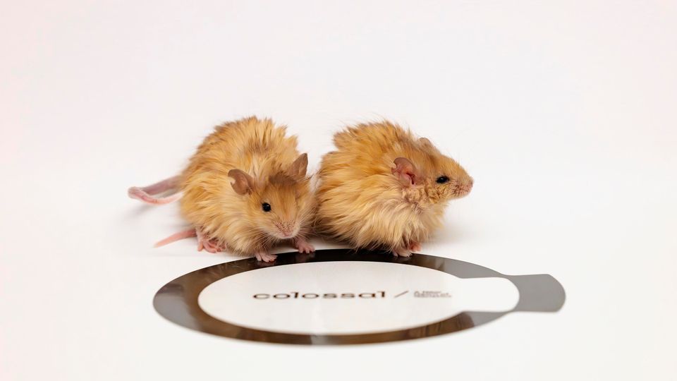 A picture of two genetically engineered mice that express woolly mammoth genes.