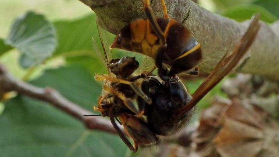 An Asian hornet dismembering a honey bee.