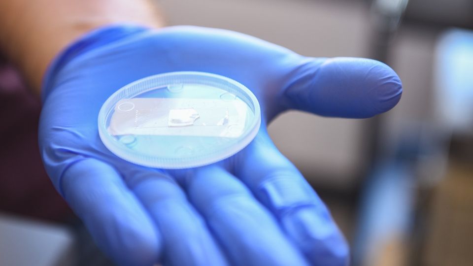 A researcher with a gloved hand holds out a small plastic dish containing a small, thin sample of sapphire