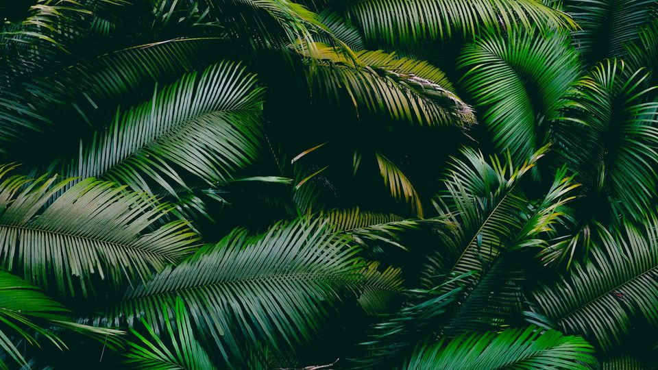 Tropical leaves.