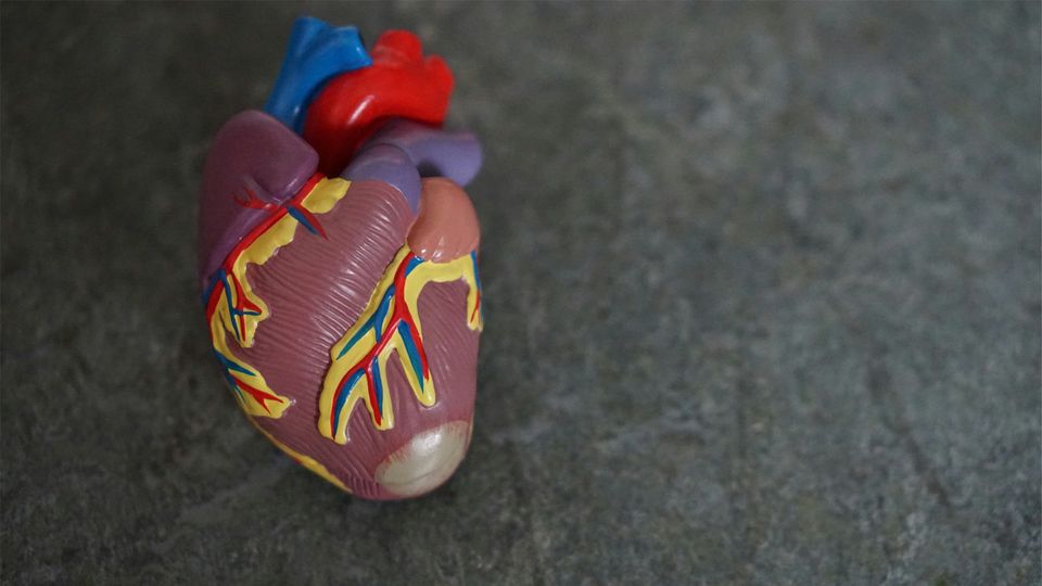 A model of a heart showing the various valves and heart muscle.
