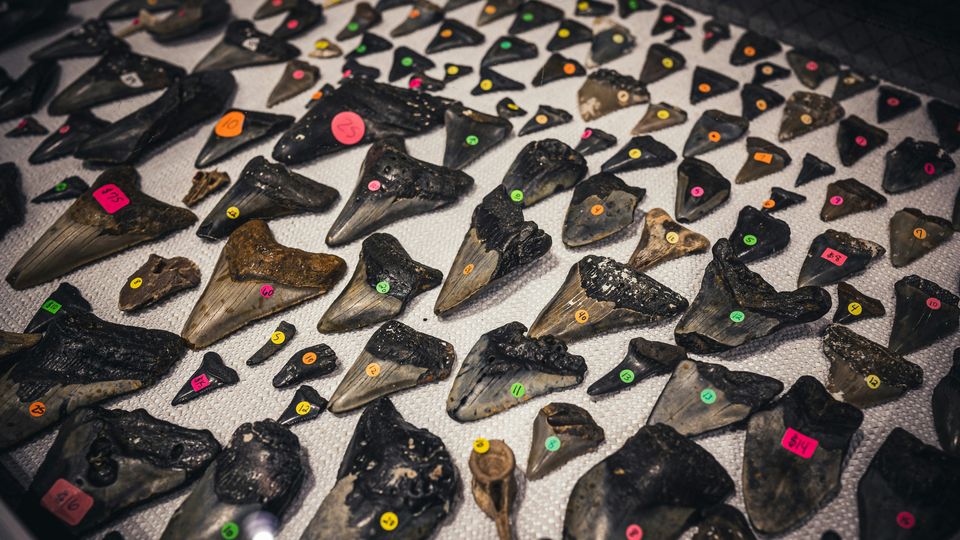 Shark teeth fossils.