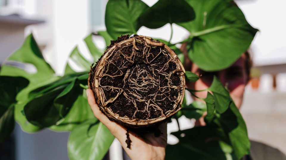 A person holds a plant so the roots are visible.