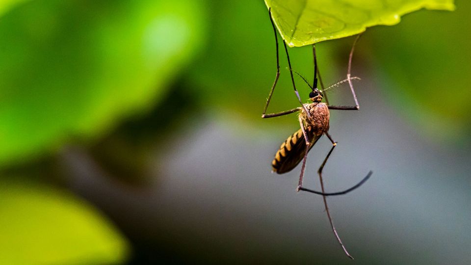 A mosquito hangs upside down from a leaf.