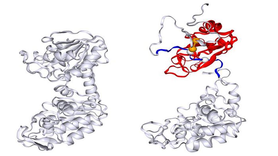 Structural representation of a protein with tangled regions, highlighting entanglement in its folding. The right side of the image features color-coded sections indicating key structural interactions.
