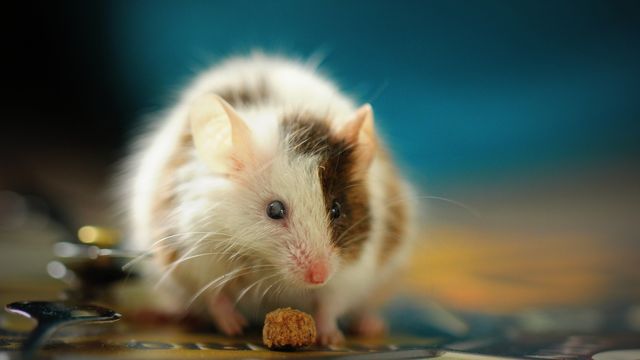 Mice Learn Faster: Insights on Brain Activity and Mistakes